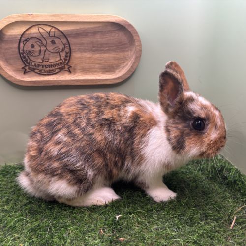 Lapin petit rex mâles et femelles #4
