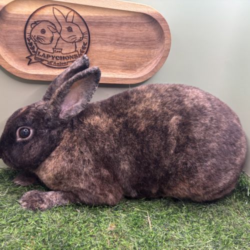 Lapin petit rex mâles et femelles #9