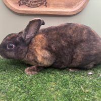 Lapin petit rex mâles et femelles #1