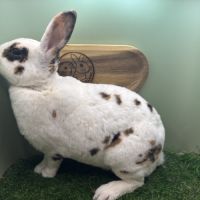 Lapin petit rex mâles et femelles #0