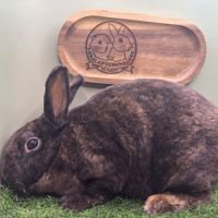 Lapin petit rex mâles et femelles #3