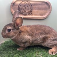 Lapin petit rex mâles et femelles #5