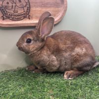 Lapin petit rex mâles et femelles #6