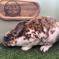 Lapin petit rex mâles et femelles #7