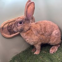 Lapin petit rex mâles et femelles #8
