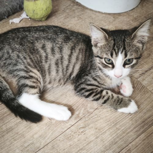 Jambalaya-adorable chatonne #1