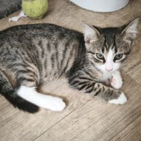 Jambalaya-adorable chatonne #1