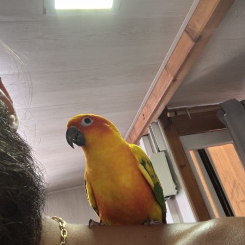 Couple de conure soleil #1