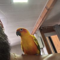 Couple de conure soleil #1