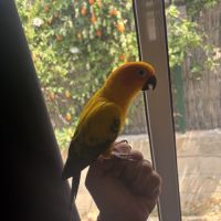 Couple de conure soleil