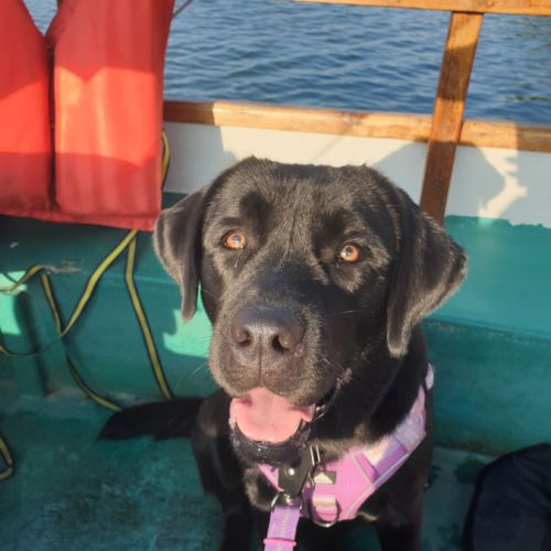 Portée de labrador lof #1