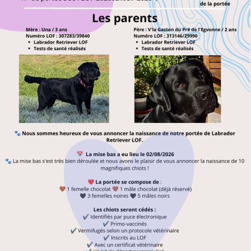 Portée de labrador lof #2