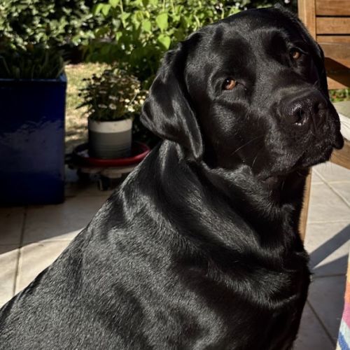 Portée de labrador lof #3