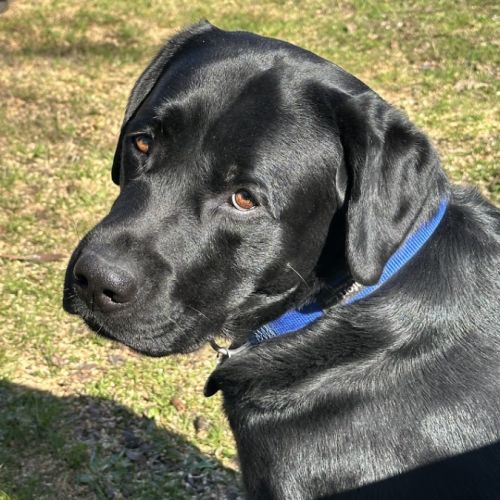 Portée de labrador lof #4
