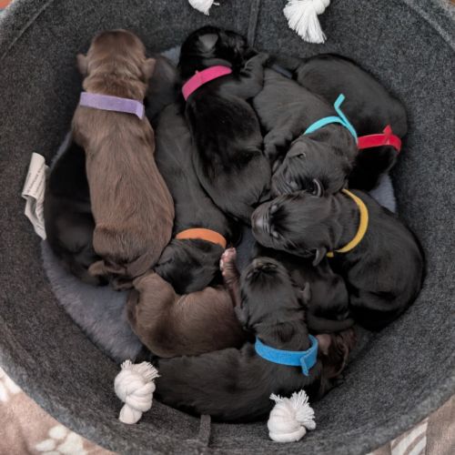 Portée de labrador lof #0