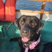 Portée de labrador lof #1
