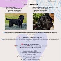 Portée de labrador lof #2