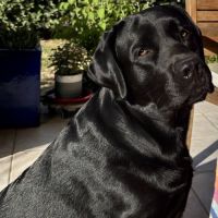 Portée de labrador lof #3