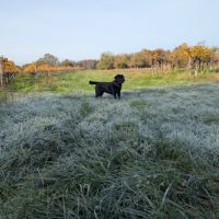 Portée de labrador lof #5