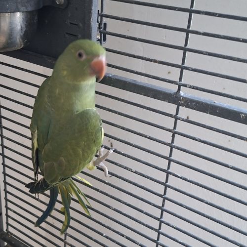 Jeune femelle perruche à collier #0