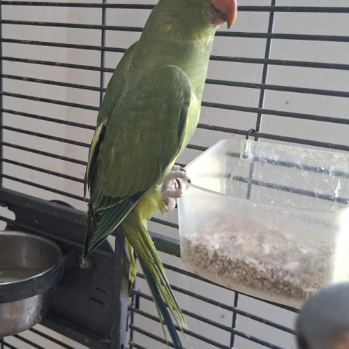 Jeune femelle perruche à collier #2