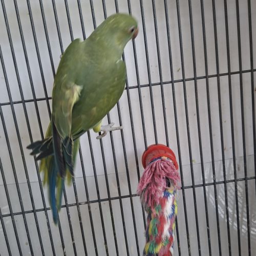 Jeune femelle perruche à collier #3