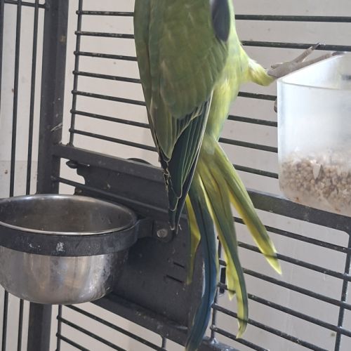 Jeune femelle perruche à collier #4