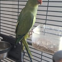 Jeune femelle perruche à collier #2