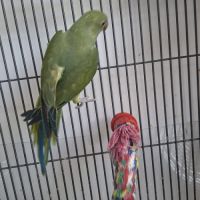 Jeune femelle perruche à collier #3