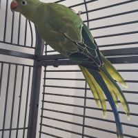 Jeune femelle perruche à collier #5