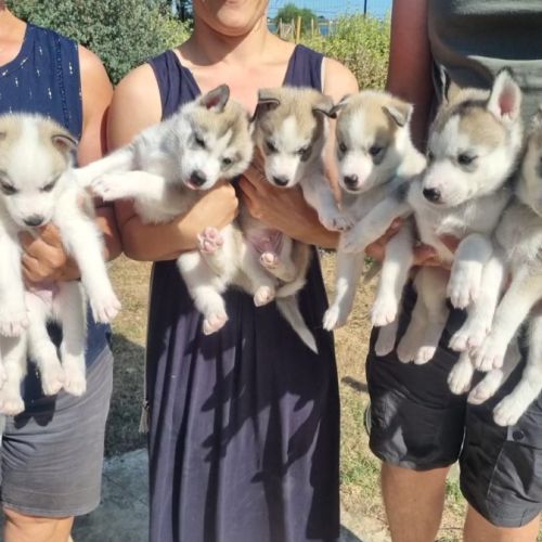 Chiots huskys lof lignée sportive #0