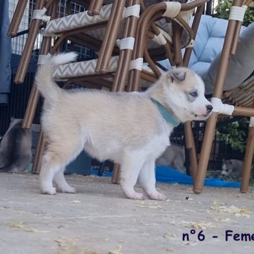 Chiots huskys lof lignée sportive #7