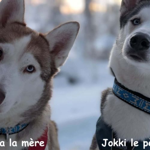 Chiots huskys lof lignée sportive #8