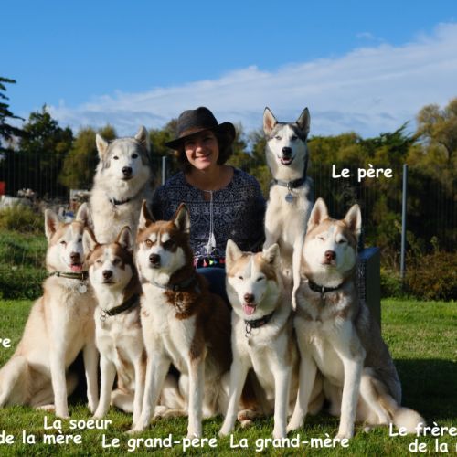 Chiots huskys lof lignée sportive #2