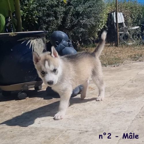 Chiots huskys lof lignée sportive #9