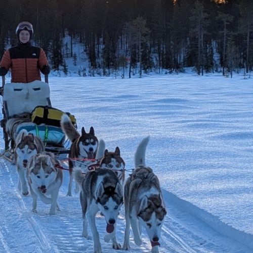Chiots huskys lof lignée sportive #10