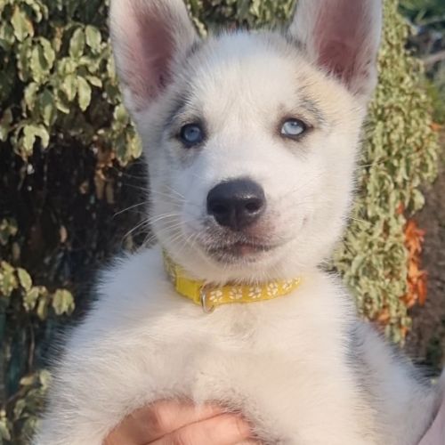 Chiots huskys lof lignée sportive #3