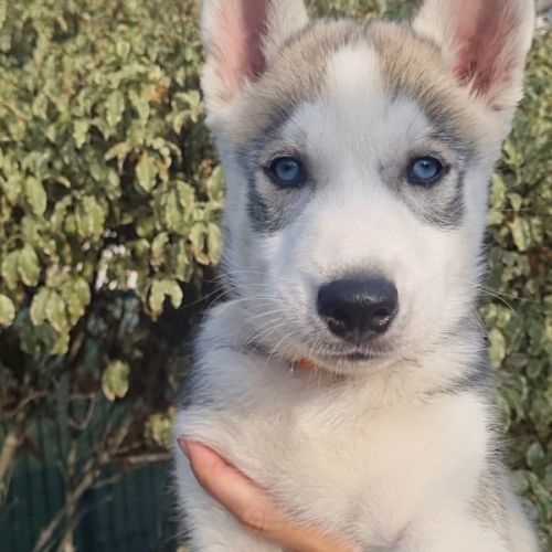 Chiots huskys lof lignée sportive #7