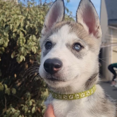 Chiots huskys lof lignée sportive