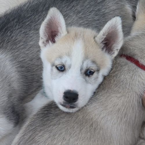 Chiots huskys lof lignée sportive #9
