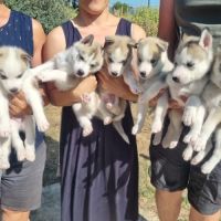 Chiots huskys lof lignée sportive