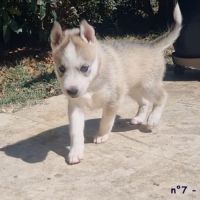Chiots huskys lof lignée sportive #2
