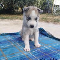Chiots huskys lof lignée sportive #3