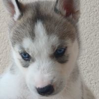 Chiots huskys lof lignée sportive #4