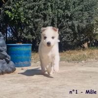 Chiots huskys lof lignée sportive #5