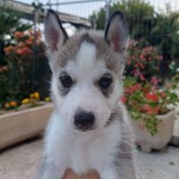 Chiots huskys lof lignée sportive #6
