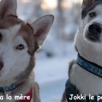 Chiots huskys lof lignée sportive #8