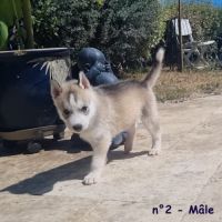 Chiots huskys lof lignée sportive #9