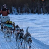 Chiots huskys lof lignée sportive #10