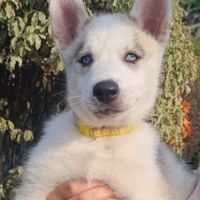 Chiots huskys lof lignée sportive #3